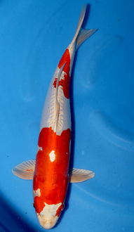 Cu8154 VR4