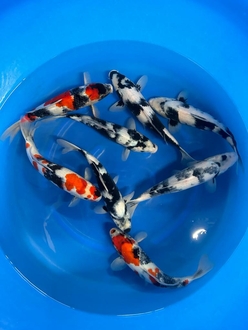 KS4SHSU