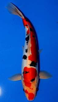 Tkh0853VL3